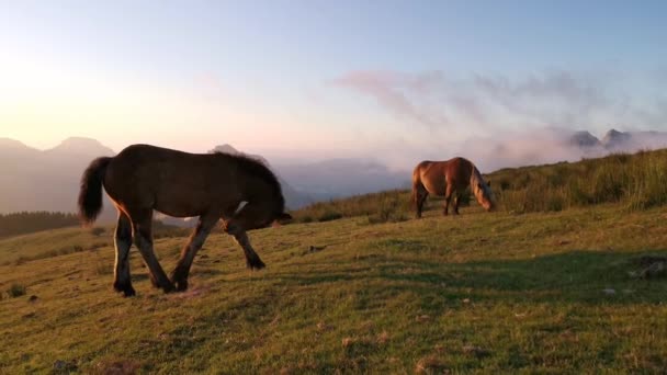 Foal Εξερεύνηση Στο Λιβάδι Στο Ηλιοβασίλεμα Τελευταία Φώτα Της Ημέρας — Αρχείο Βίντεο