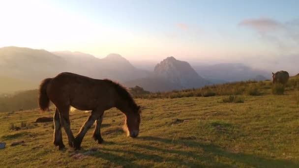 Foal Explorando Prado Atardecer Últimas Luces Del Día Nubes Bajas — Vídeos de Stock