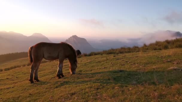 Foal Explorando Prado Atardecer Últimas Luces Del Día Nubes Bajas — Vídeos de Stock