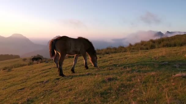 日落时 小鹿在草地上探险 一天的最后一盏灯 背景中的低云和壮观的色彩 — 图库视频影像