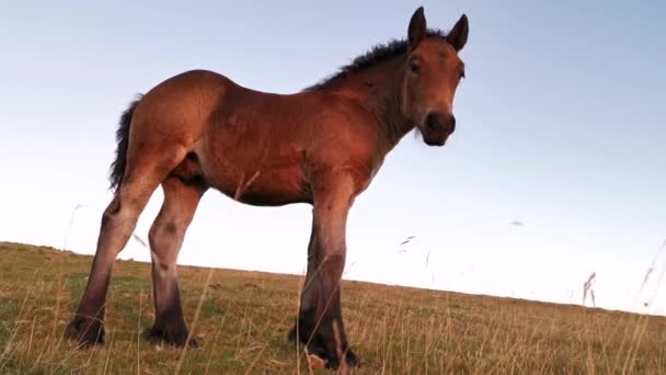 Foal Statis Padang Rumput Pada Jam Terakhir Hari Lampu Matahari — Stok Video