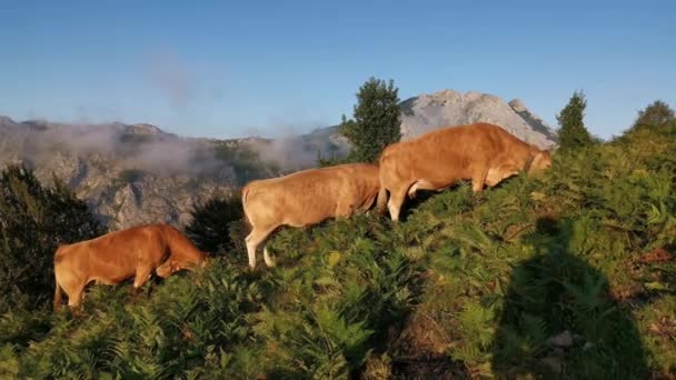 Krávy Pasoucí Louce Pozdě Odpoledne Horské Pozadí Pokryté Nízkými Mraky — Stock video