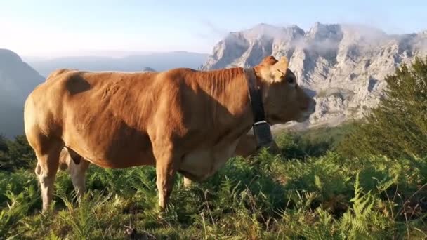 下午晚些时候 奶牛在草地上吃草 被低云覆盖的高山背景 — 图库视频影像