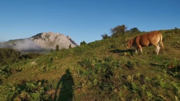 Vacas Pastando Prado Final Tarde Fondo Montañoso Cubierto Por Nubes — Vídeo de stock