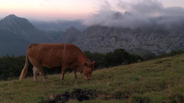 Mucche Pascolo Nel Prato Nel Tardo Pomeriggio Sfondo Montuoso Coperto — Video Stock