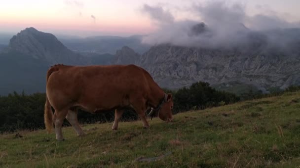 Αγελάδες Βόσκουν Στο Λιβάδι Αργά Απόγευμα Ορεινό Φόντο Που Καλύπτεται — Αρχείο Βίντεο