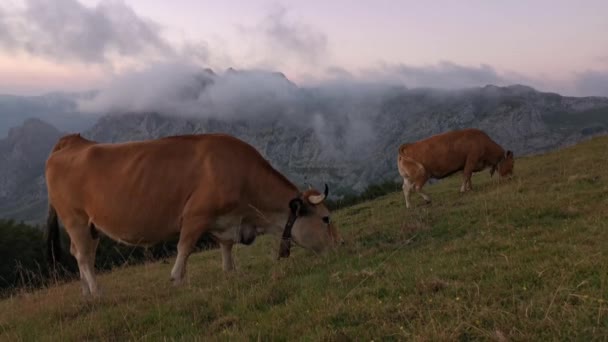 Koeien Grazen Wei Late Namiddag Bergachtige Achtergrond Bedekt Door Lage — Stockvideo