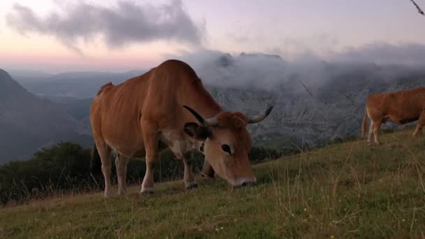 Vaches Broutant Dans Prairie Fin Après Midi Fond Montagneux Couvert — Video