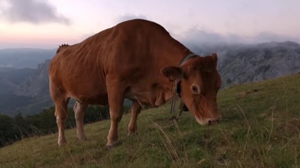 Коровы Пасутся Лугу Конце Дня Горный Фон Покрытый Низкими Облаками — стоковое видео