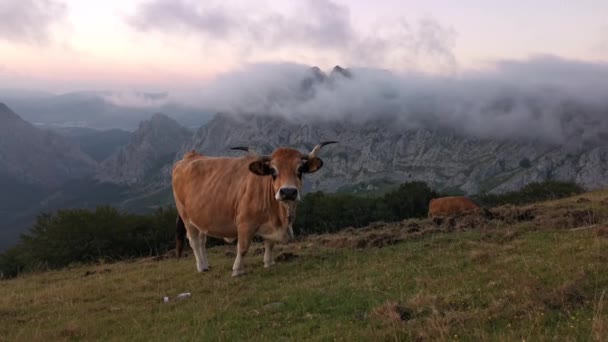 Vaches broutant dans la prairie en fin d'après-midi. Fond montagneux couvert de nuages bas