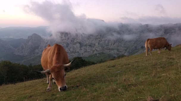 Krávy Pasoucí Louce Pozdě Odpoledne Horské Pozadí Pokryté Nízkými Mraky — Stock video