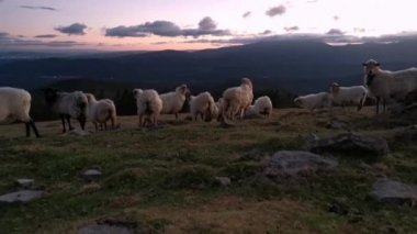 Gün batımında çalılıklarda yürüyen koyun sürüsü. Urkiola Doğal Parkı