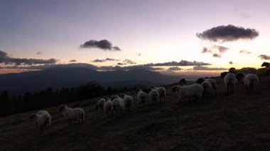 Günün sonunda tarlada yürüyen koyun sürüsü. Hava kararmaya başlıyor.