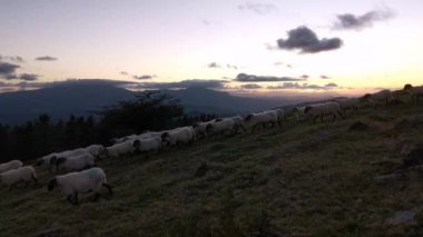 Günün sonunda tarlada yürüyen koyun sürüsü. Hava kararmaya başlıyor.