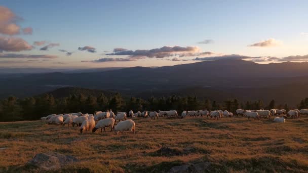 Troupeau Moutons Paissant Dans Prairie Tranquillement Coucher Soleil — Video