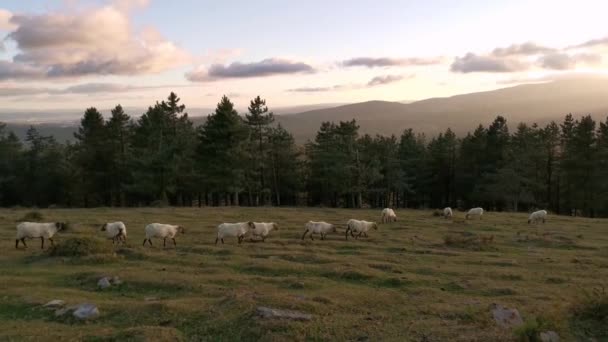 Troupeau Moutons Marchant Dans Brousse Coucher Soleil Parc Naturel Urkiola — Video