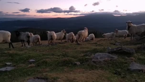 Flock Får Går Genom Busken Vid Solnedgången Naturparken Urkiola — Stockvideo