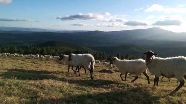 Moutons Marchant Dans Brousse Après Midi Été — Video