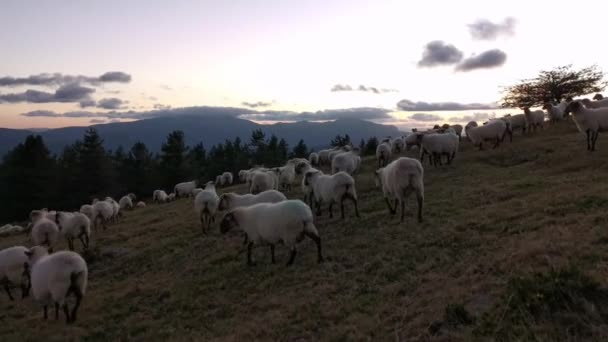 Flock Får Går Genom Fältet Slutet Dagen Det Börjar Bli — Stockvideo