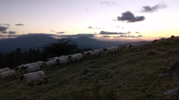 Stádo Ovcí Kráčející Poli Konci Dne Začíná Stmívat — Stock video