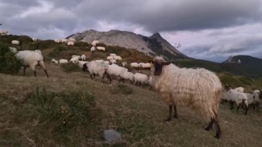 Sürünün geri kalanı ile kameraya bakan meraklı koyunlar ve arka plandaki Anboto dağı.