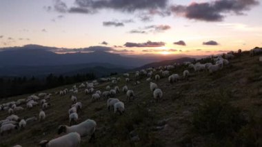 Gün batımında dağda otlayan koyun sürüsü. Idyllic sahne
