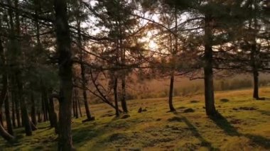Orman, günün son güneş ışınlarıyla aydınlandı. Altın rengi