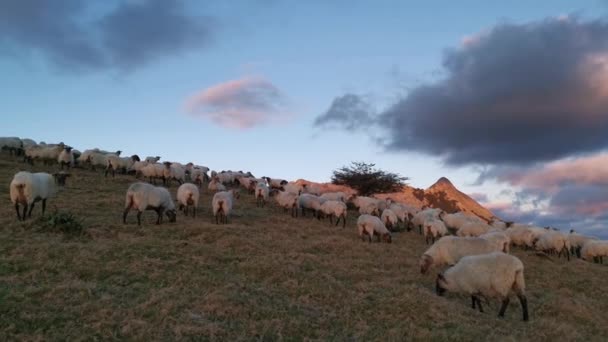 Flock Sheep Grazing Bush Sunset Anboto Mountain Background — Stock Video