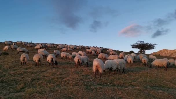 Troupeau Moutons Pâturant Dans Prairie Après Coucher Soleil — Video