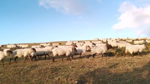 Troupeau Moutons Marchant Dans Prairie Coucher Soleil Parc Naturel Urkiola — Video