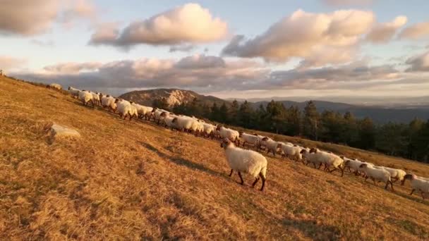 Troupeau Moutons Marchant Dans Brousse Coucher Soleil Parc Naturel Urkiola — Video