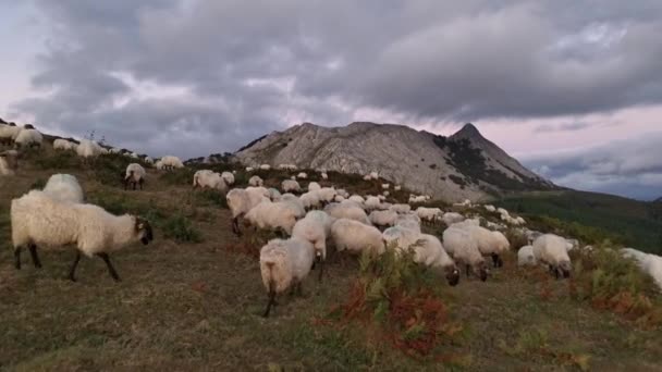 Stádo Ovcí Pasoucích Buši Západu Slunce Anboto Hora Pozadí — Stock video