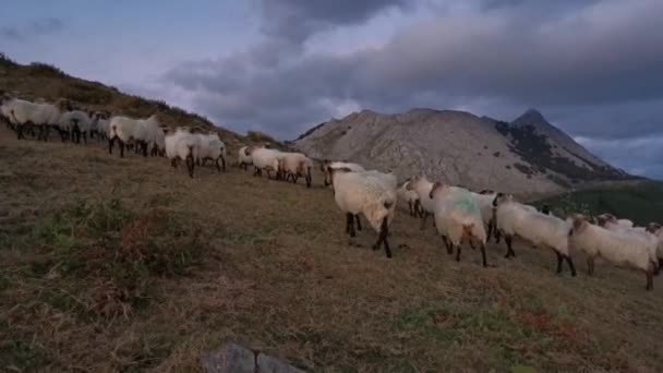 Rebanho Ovelhas Pastando Mato Após Pôr Sol Anboto Montanha Fundo — Vídeo de Stock