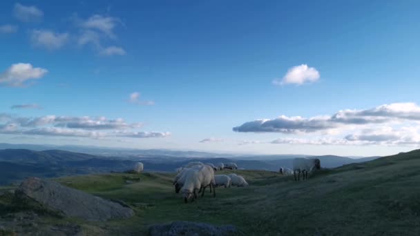 Sheep Grazing Quietly Meadows Urkiolamendi Mountain — Stock Video