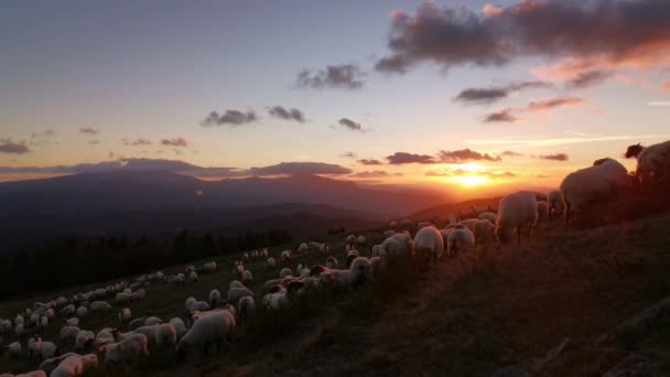 Rebanho Ovelhas Pastando Montanha Pôr Sol Cena Idílica — Vídeo de Stock