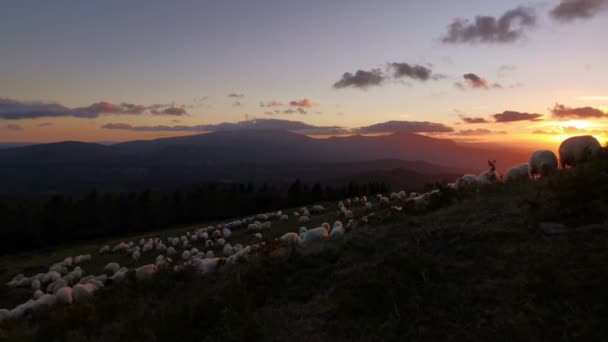 Rebanho Ovelhas Pastando Montanha Pôr Sol Cena Idílica — Vídeo de Stock