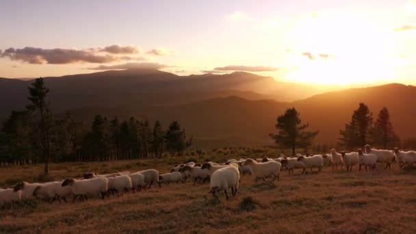 Flock Får Promenader Ängen Vid Solnedgången Urkiola Naturpark Baskien — Stockvideo