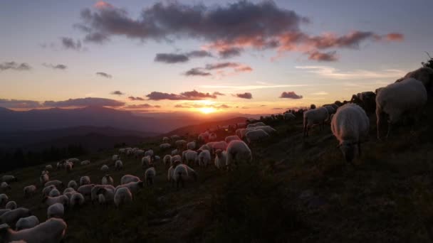 Flock Sheep Grazing Mountain Sunset Idyllic Scene — Stock Video