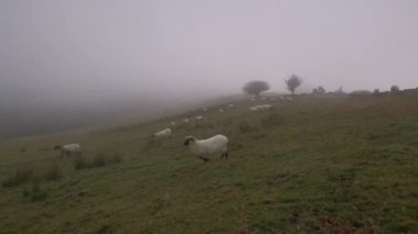 Korkmuş koyun sürüsü güvenli bölgeye kaçıyor..