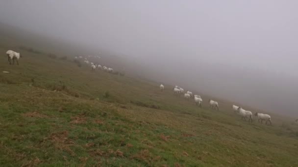 Flock Frightened Sheep Fleeing Safe Zone — Stock Video