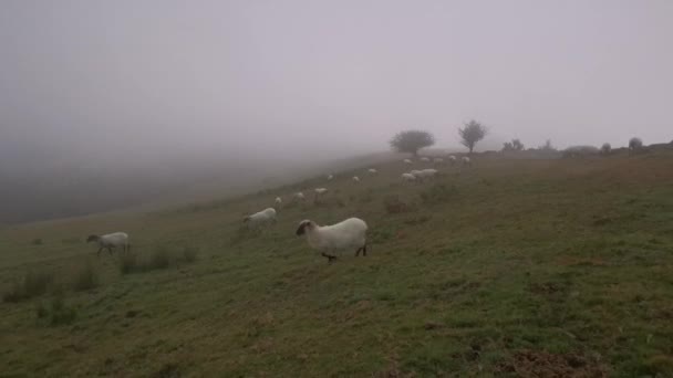Flock Frightened Sheep Fleeing Safe Zone — Stock Video