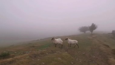 Korkmuş koyun sürüsü güvenli bölgeye kaçıyor..