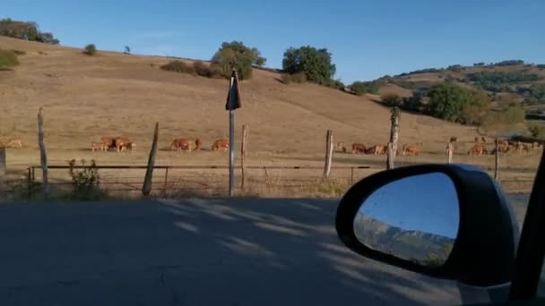 車からの眺め 牧草地で静かに放牧牛の群れ — ストック動画