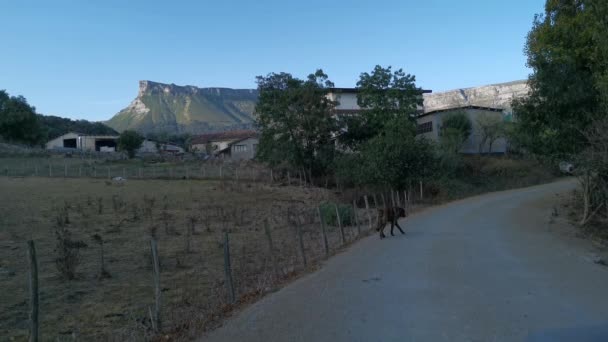 Cão Mastim Andando Lado Fazenda Pela Manhã Vistas Para Montanha — Vídeo de Stock