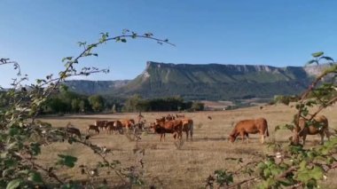 Sığır sürüsü dağların eteklerinde huzur içinde otluyor.