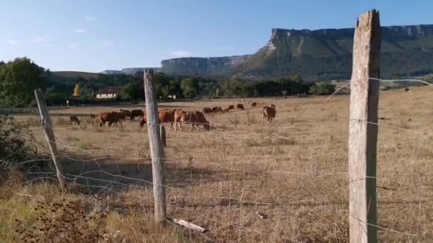 Herd Cows Grazing Peacefully Foot Mountains — Stock Video