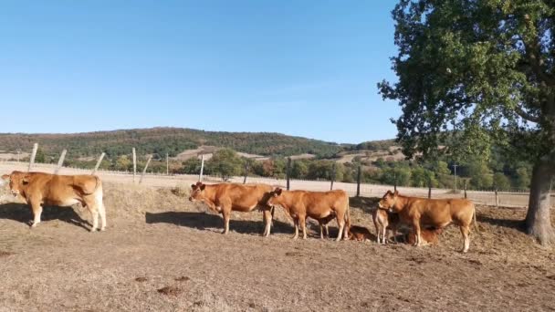 Besättning Kor Som Betar Fredligt Vid Foten Bergen — Stockvideo