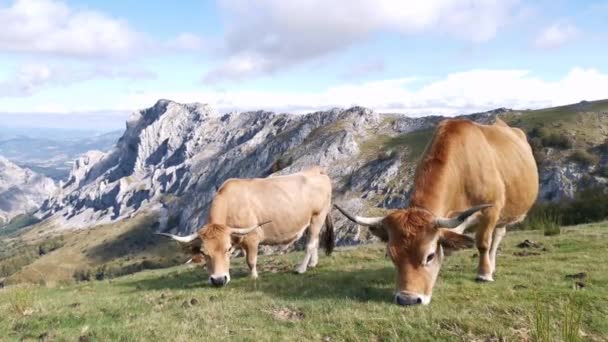 Koe Grazen Rustig Velden Van Urkiola Een Zonnige Zomerdag Alpenlandschap — Stockvideo