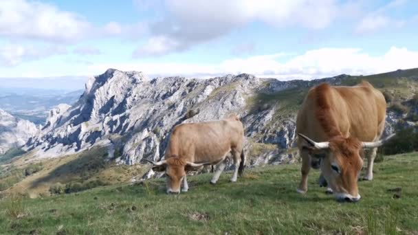 Koe Grazen Rustig Velden Van Urkiola Een Zonnige Zomerdag Alpenlandschap — Stockvideo