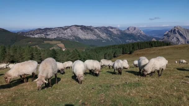 Troupeau Moutons Paissant Paisiblement Dans Les Prairies Urkiola Par Matin — Video